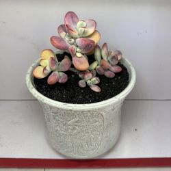 variegated cotyledon orbiculata