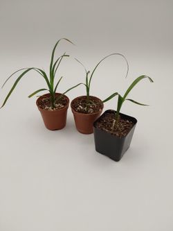 Ponytail Palms (young)