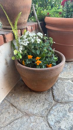 Potted Plant ..Full Sun