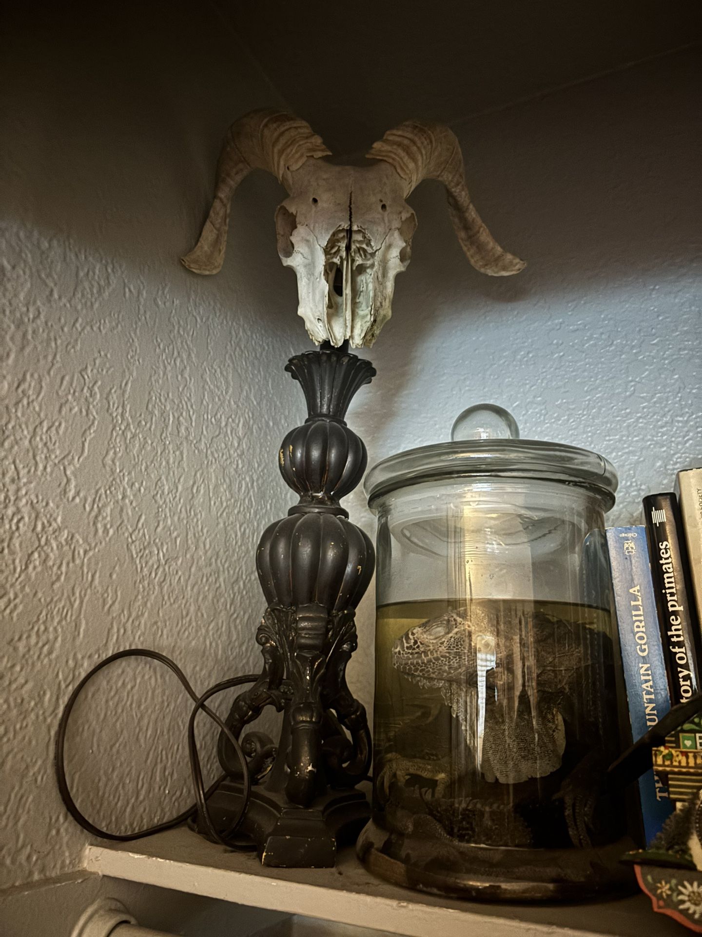 Real Sheep Skull Lamp