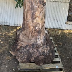 Full Walnut And Buckeye Burls For Sale