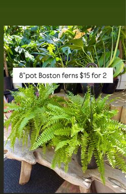 Plants Sale🌿🌿$15 for 2 (8”pot Boston ferns ) last 2