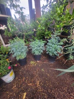 Ruda plants