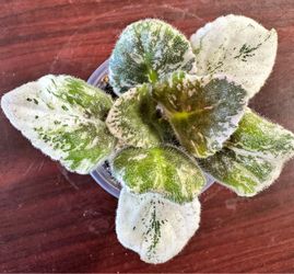 African Violet  starter-Hunters Spontaneous Combustion
