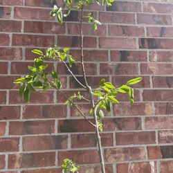 Flowering Persimmon Fruit Tree
