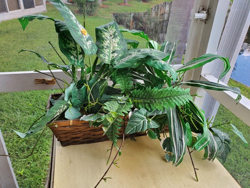 Decor Plant in Bamboo Basket