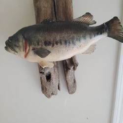 Mounted Largemouth 
