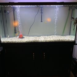 Fish Tank 55 Gallon Setup