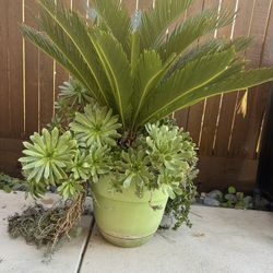 Sago palm With Succulents 😉