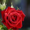 🌹 