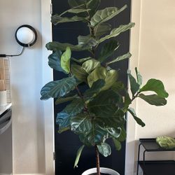 Plant Fiddle-leaf Fig