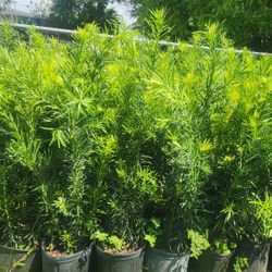 Podocarpus Plants For Privacy! 3 Feet Tall! Fertilized 