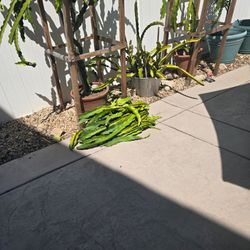 Dragon fruit clippings for trade
