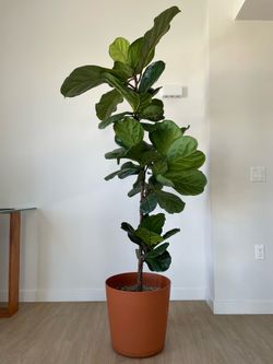 Fiddle leaf fig tree