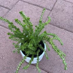 Homegrown Long Green Succulent plant In White Ceramic Pot