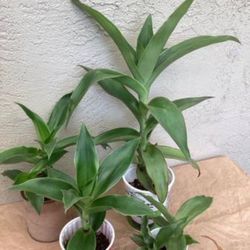 Callisa Fragrans Family Doctor Plants