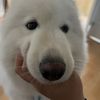 Scott