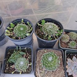 Succulents  $3 Each 