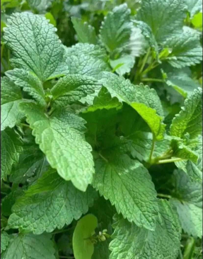 LEMON BALM - Yearly Returning Outdoor/Indoor Herb