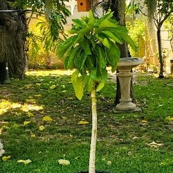 #65 Australian umbrella tree 5gal