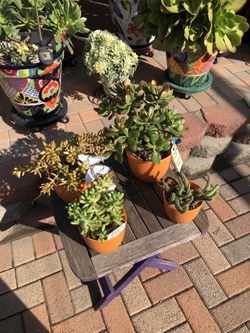 A Variety Of Succulent Plants 