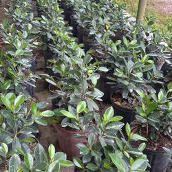 Green Island De 3 Galones 3.50 