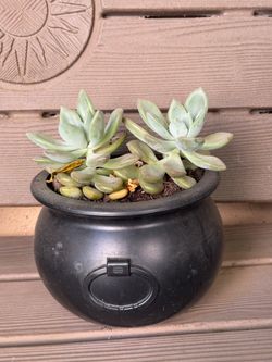 Mother-of-pearl succulent, or ghost plant,