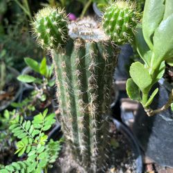 Planta cactus