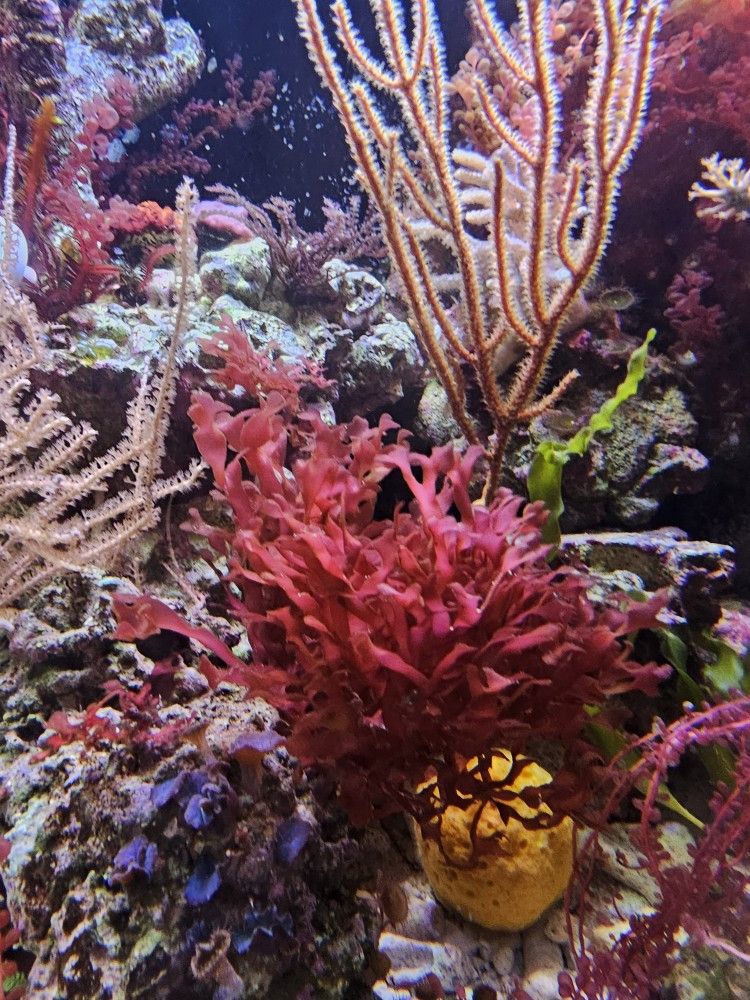 Gracilaria Hayi "Pom-Pom" -- SALTWATER PLANTS--