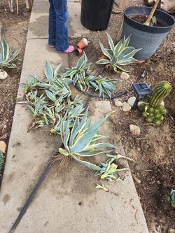 Agave American