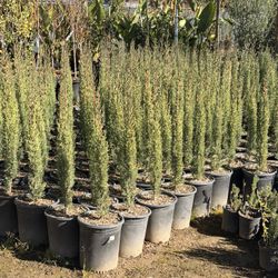Italian Cypress 5 Gal
