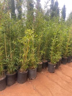 5 Gallon Size- Bamboo Plants- Multiple Varieties Available- Approximately 4-6 Feet Tall