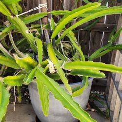 Dragon fruit plant