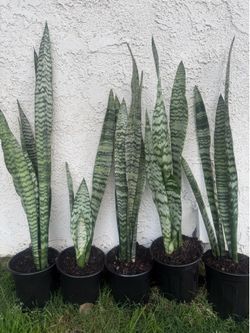 Snake Plants 24” and taller