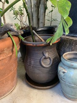 Corn Dracaena Plant In A Ceramic Pot🌱 🪴