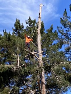 Tree Climber - Fully Equipped !