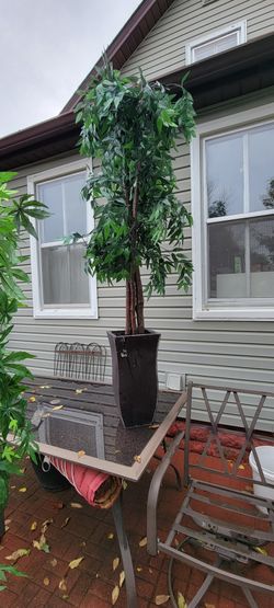 Metal Potted Ficus Tree 7ft