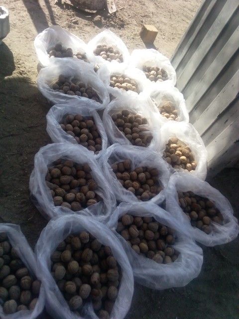 Whole Uncracked Walnuts