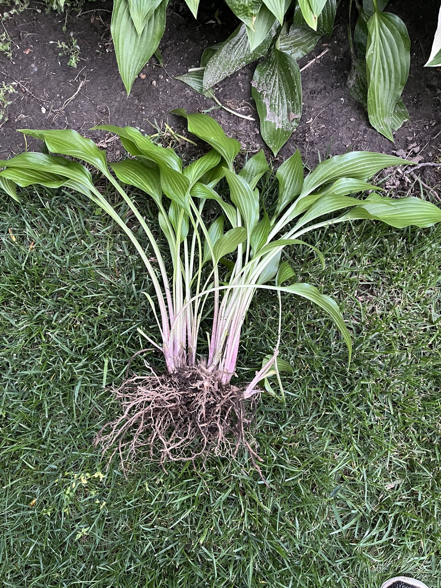 Beautiful Hostas