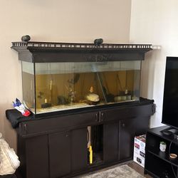 Large Fish tanks 
