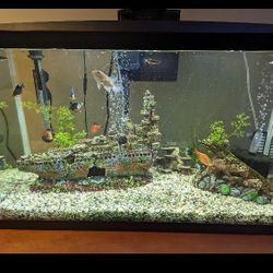 30 Gal Tank With Stand