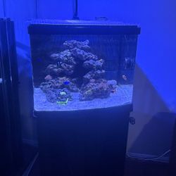 Saltwater Aquarium