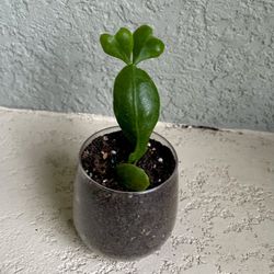 Rhipsalis  Rhombea Plant 