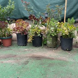 Mother’s Day Gifts