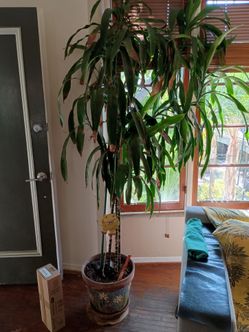7 foot tall house plant