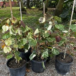 Variegated Mahoe Tree