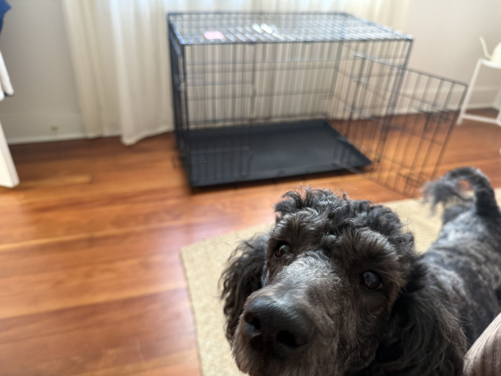 Dog crate