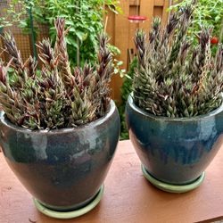 2 Haworthia succulents in very nice planters 