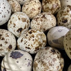 Quail