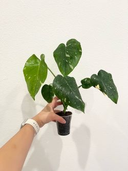 Monstera Thai Constellation